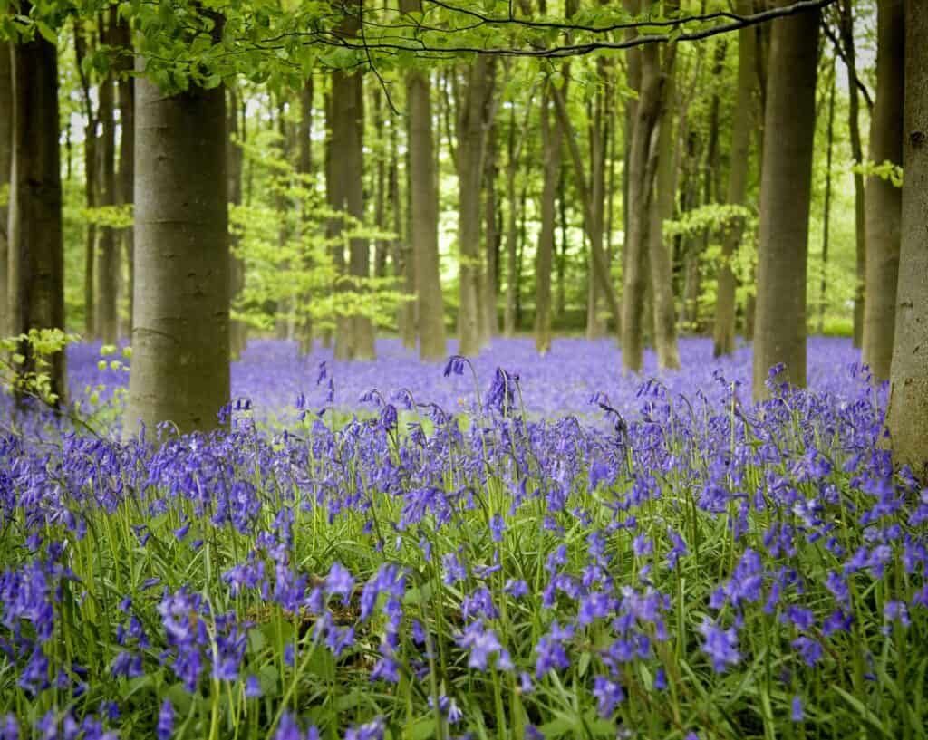 Removals Andover, Woodland with Bluebells, Hampshire