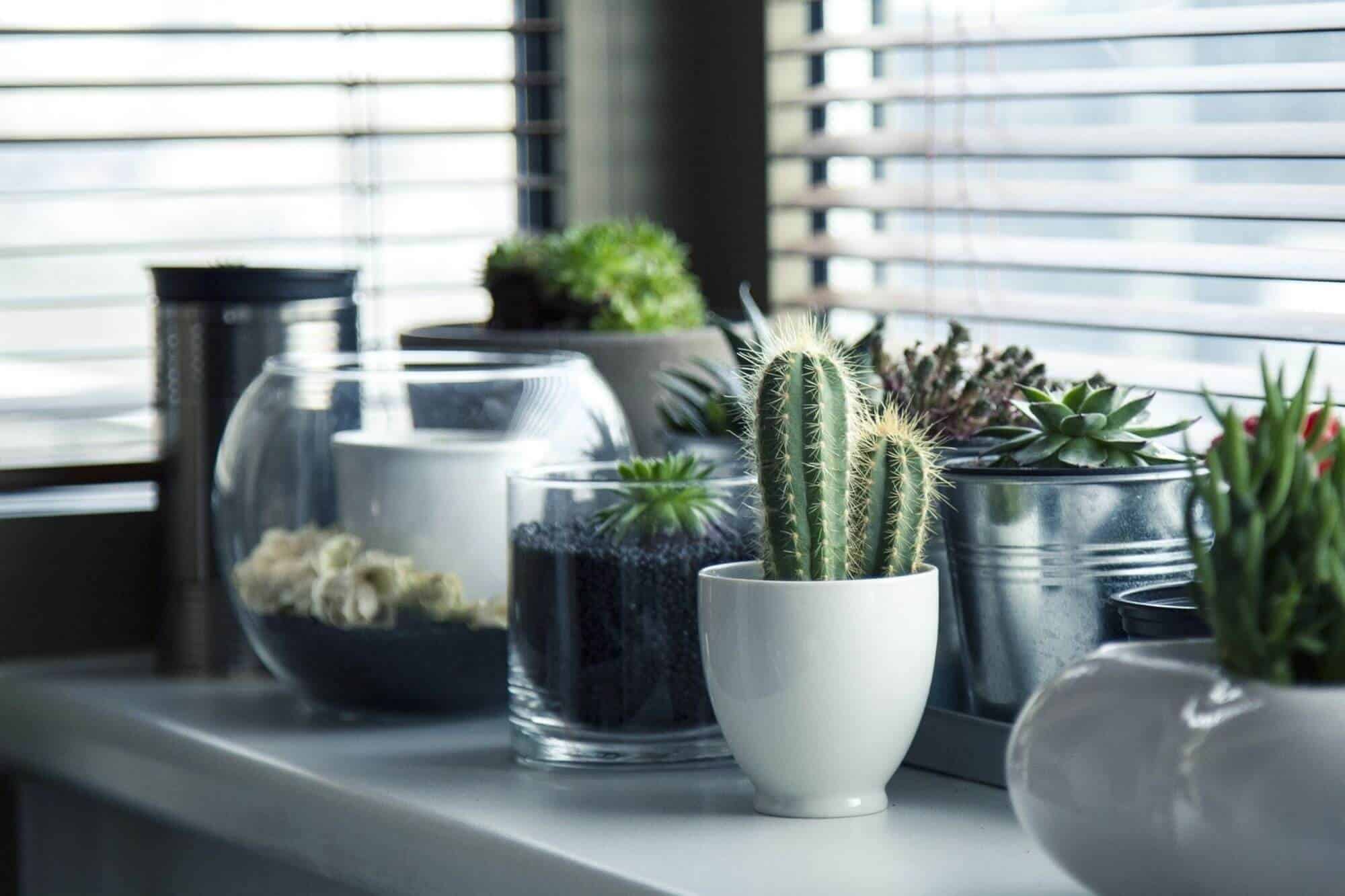 You are currently viewing 12 Best House Plants For Your New Home